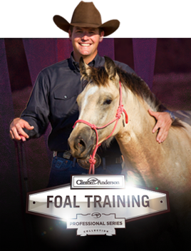 Groundwork Series-Advanced and Foal Training 15 DVDs Clinton Anderson 