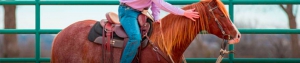 Horse Training Videos
