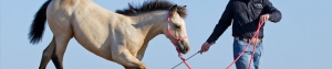 Young Horse Development