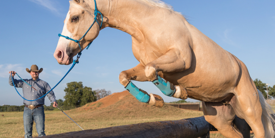 Horse Training Videos