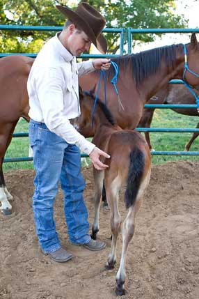 How To Train A Young Horse Horse Development Downunder