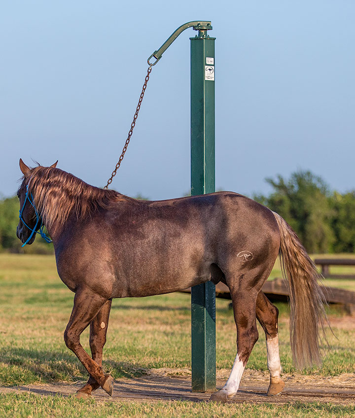 How To Tie Up A Horse: An Expert Guide