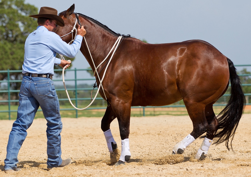 Tap horse's shoulder to encourage movement.