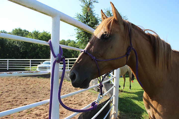 How to Tie Up a Horse Correctly