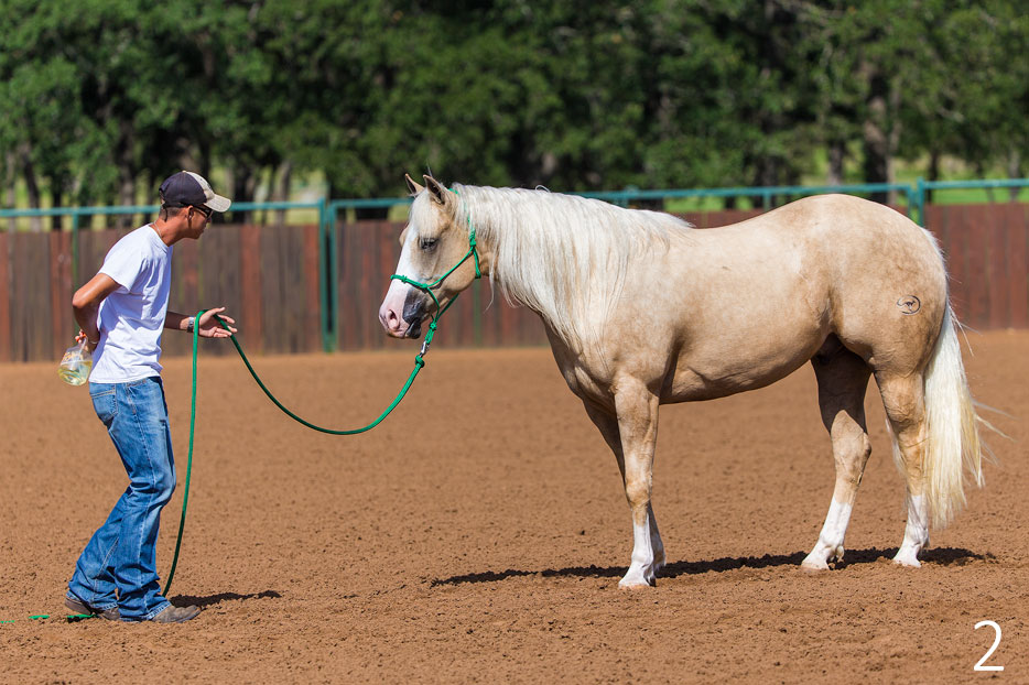 Desensitize Horse to Sound of Fly Spray Bottle