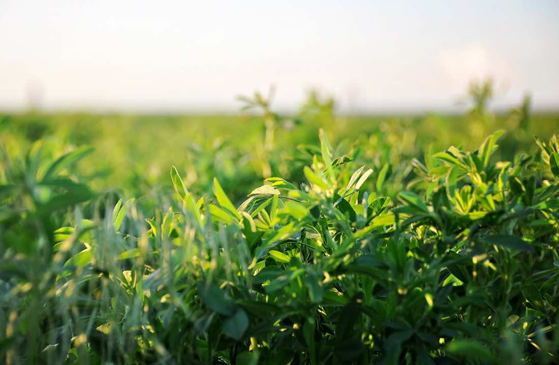 Alfalfa grass