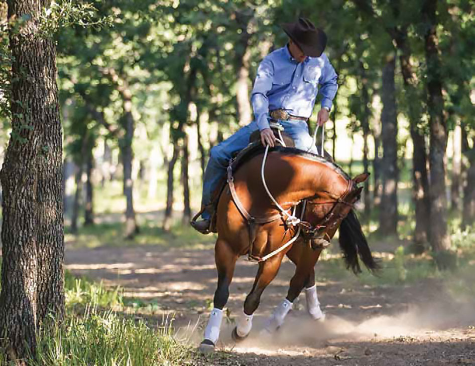 Dappled light and poor depth perception cause horse to overreact.