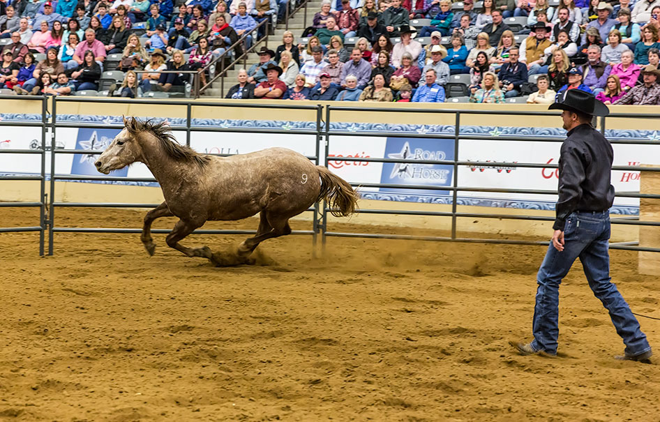 Teaching horse to respond and respect cues.