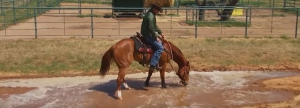 Teach your horse to cross water