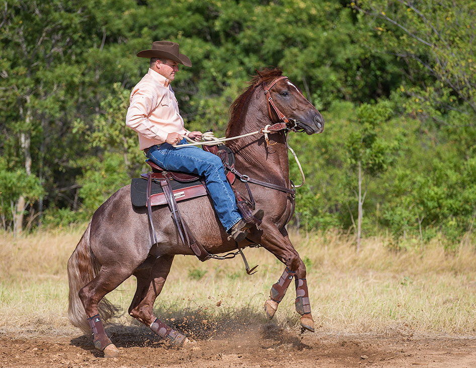 rearing horse with cowboy