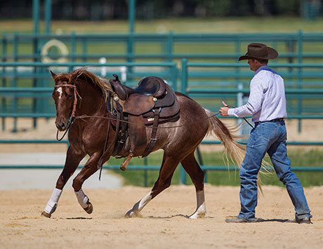 Teach Horse the Fundamentals