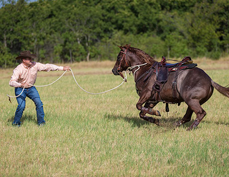 Work with Horse on the Ground