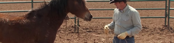 Starting a Colt