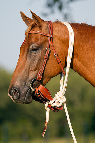 How to Safely Tie Your Horse Using Mecate Reins