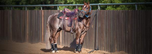 When-Horse-Paws-While-Tied-Up