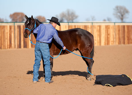 Blanketing Your Horse: How-To With Pictures