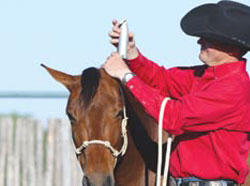 Clip Hair Around Horse's Ears