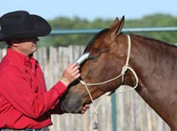 Clip Hair Around Horse's Eyes