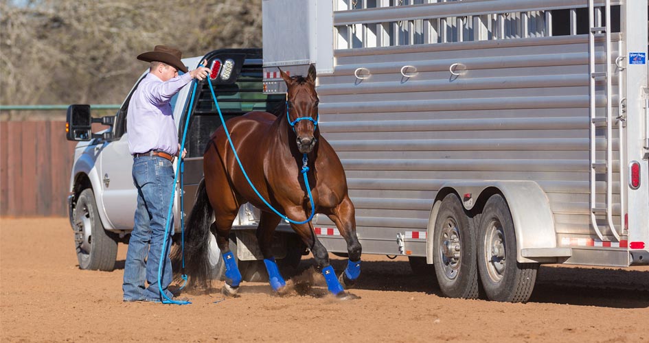 Make sure horse is comfortable around the trailer.