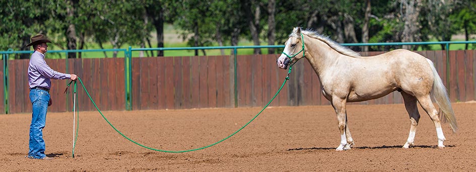 Pioneer Woman's Harvest Line - Horses & Heels