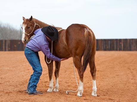 Standing Saddled Horse with Clipped Mane, Cropped and Tied Tail