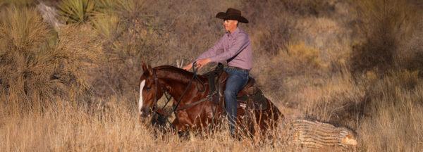 How-to-Select-a-Trail-Horse