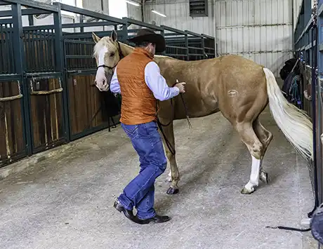 yield horse's hindquarters