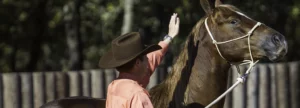 ear shy horse