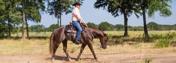 How-to-Stop-Your-Horse-from-Tripping