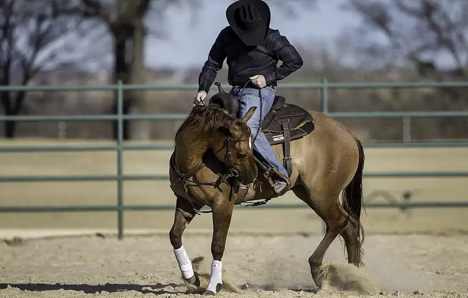 thumbnail image 2 of Downunder Horsemanship 23-Foot Long Line - Marine Rope Training Lead With Leather Popper 2 of 5