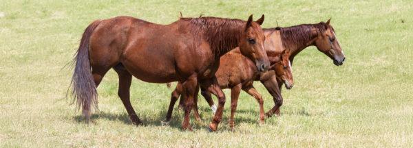 cant-separate-filly-from-her-mom